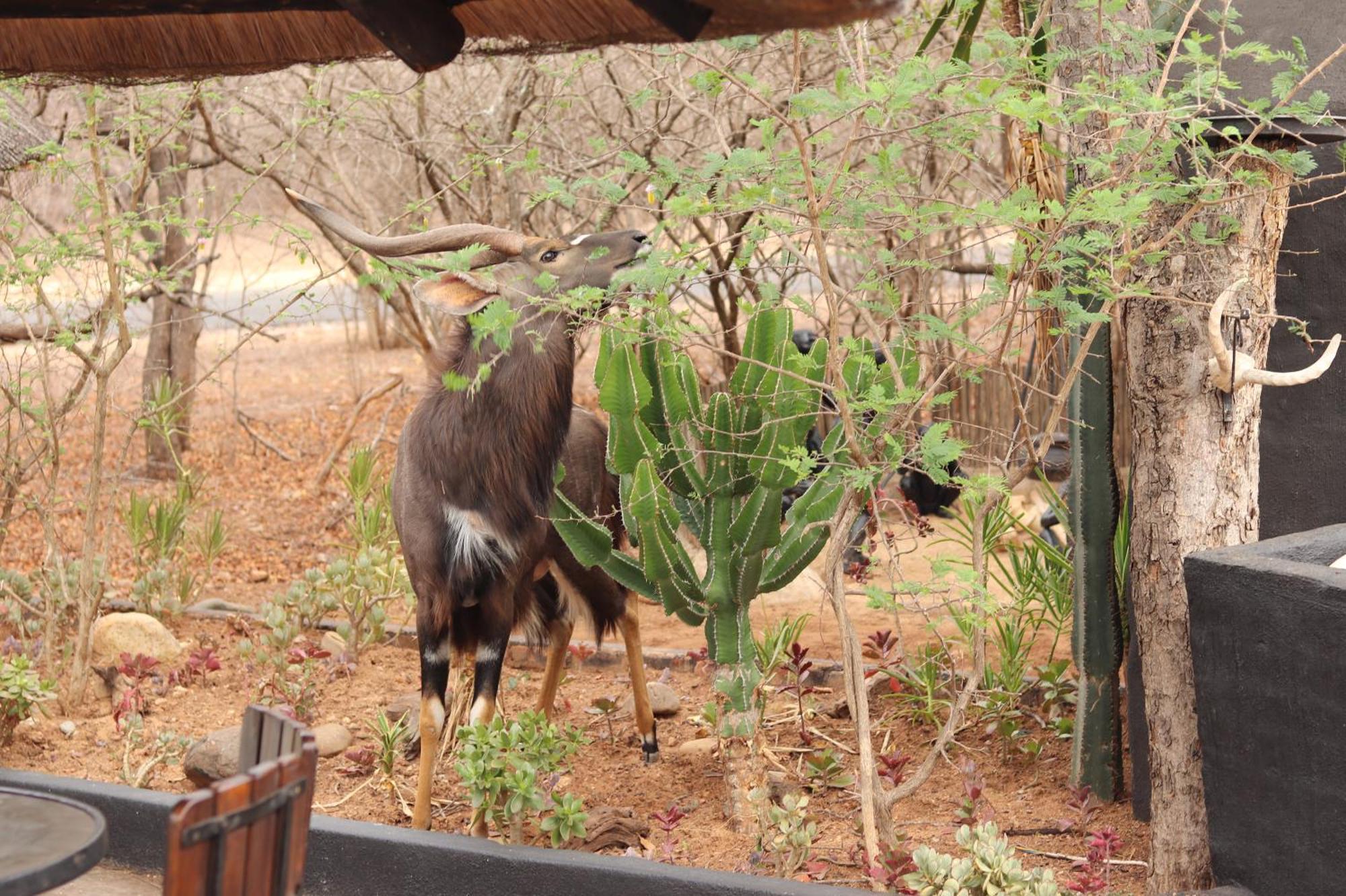 African Rock Lodge Hoedspruit Exterior foto